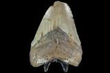 Bargain, Fossil Megalodon Tooth - North Carolina #91620-2